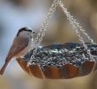 Interesting bird feeder ideas