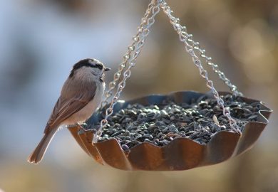 Interesting bird feeder ideas