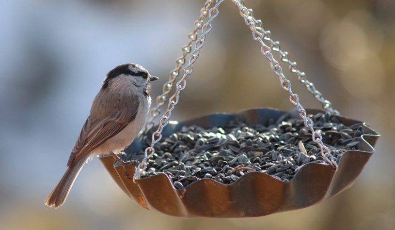 Interesting bird feeder ideas