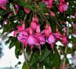 What to do when fuchsia loses its leaves?