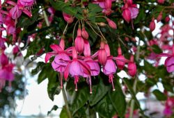 What to do when fuchsia loses its leaves?