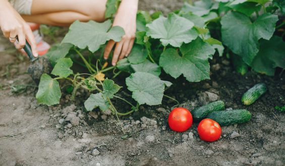 Making a vegetable garden – step by step