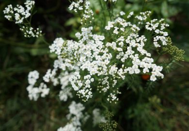 Plants that… cannot be eaten by snails