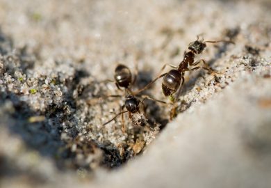 Home Remedies for Ants in the Garden