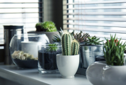 White residue on the potting soil – what is it and how to get rid of it?
