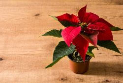 Star of Bethlehem – everything you need to know