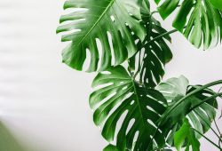 How do you grow a monstera? All about care