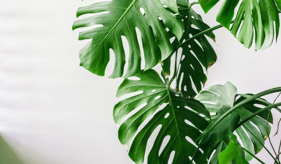 How do you grow a monstera? All about care