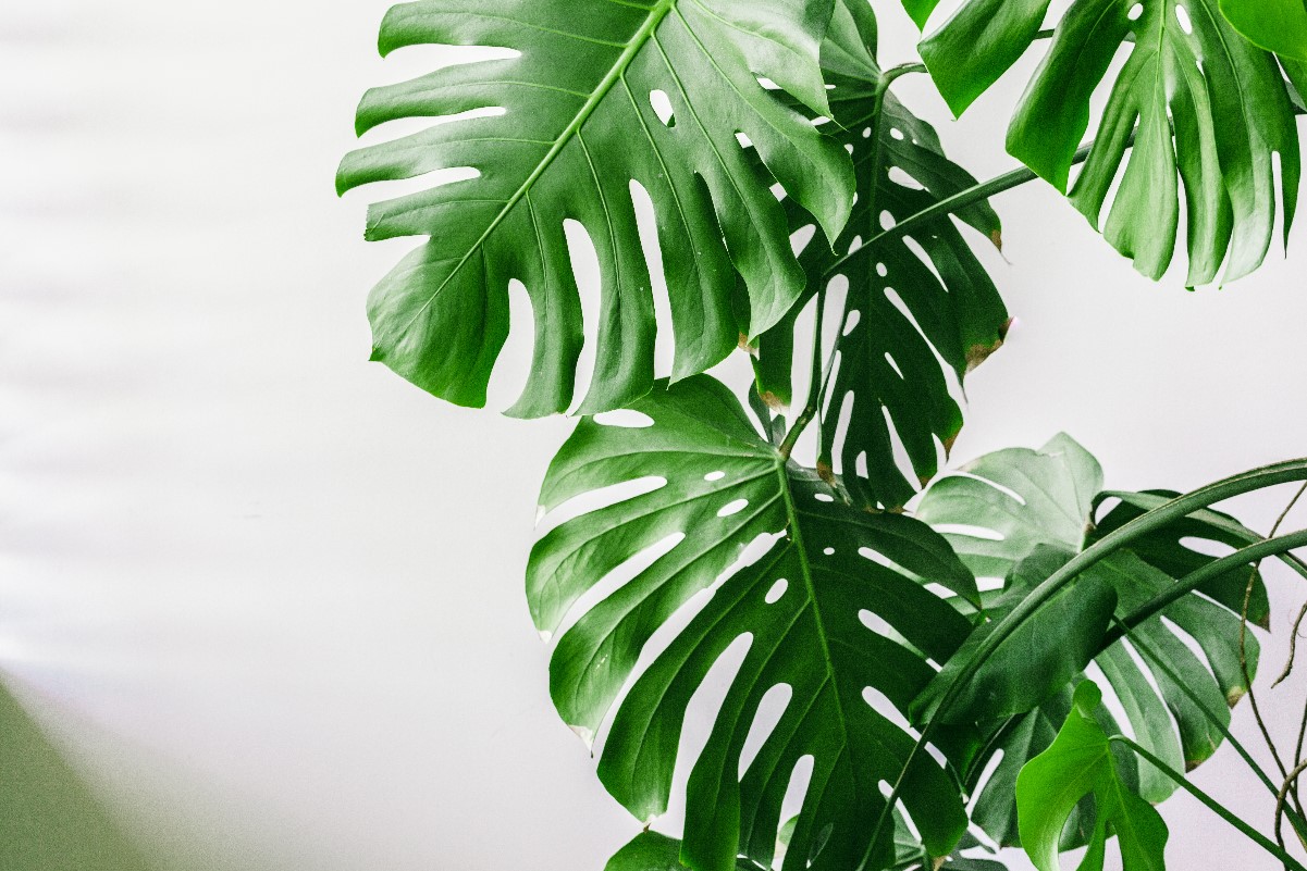How do you grow a monstera? All about care