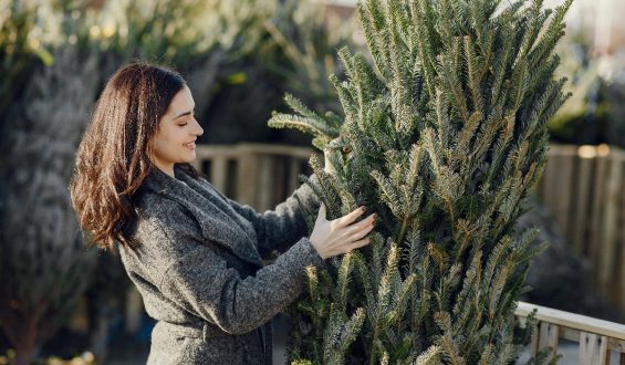 How to take care of a Christmas tree in a pot to make it last as long as possible?