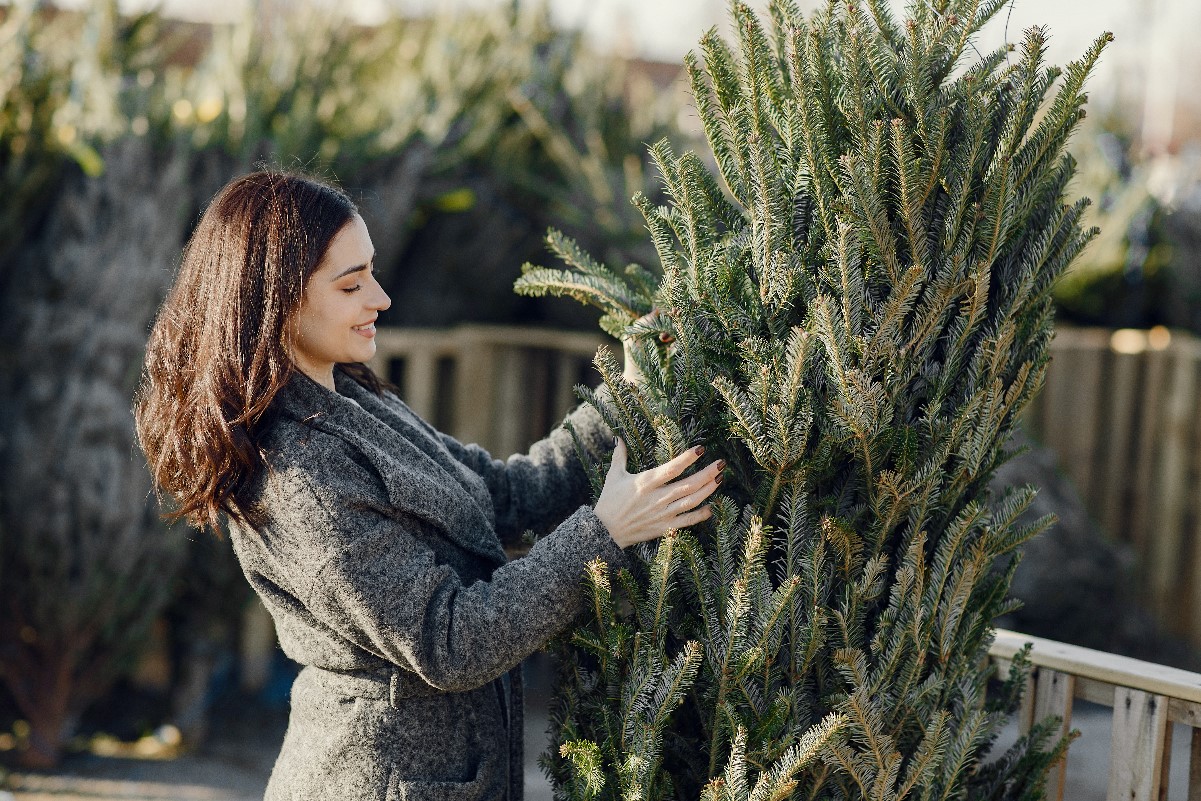 How to take care of a Christmas tree in a pot to make it last as long as possible?