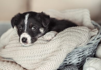 What accessories to buy for your puppy?
