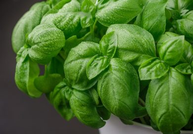 What can be done to keep supermarket basil fresh longer?