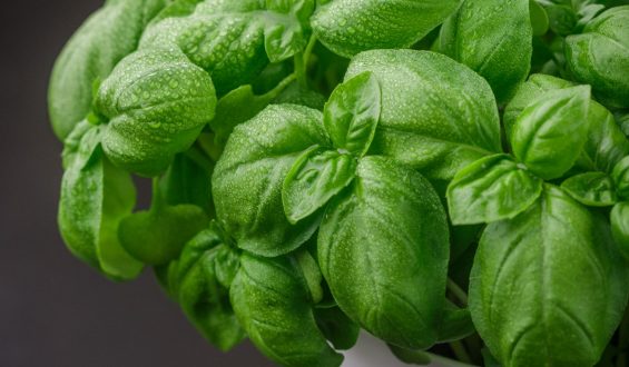 What can be done to keep supermarket basil fresh longer?
