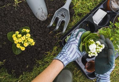 What to do in the garden in spring?