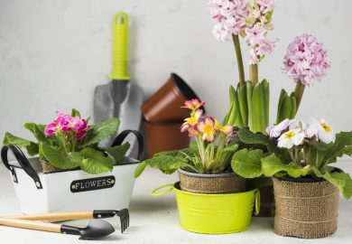 TOP 10 spring bulb flowers