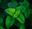 How to dry mint?
