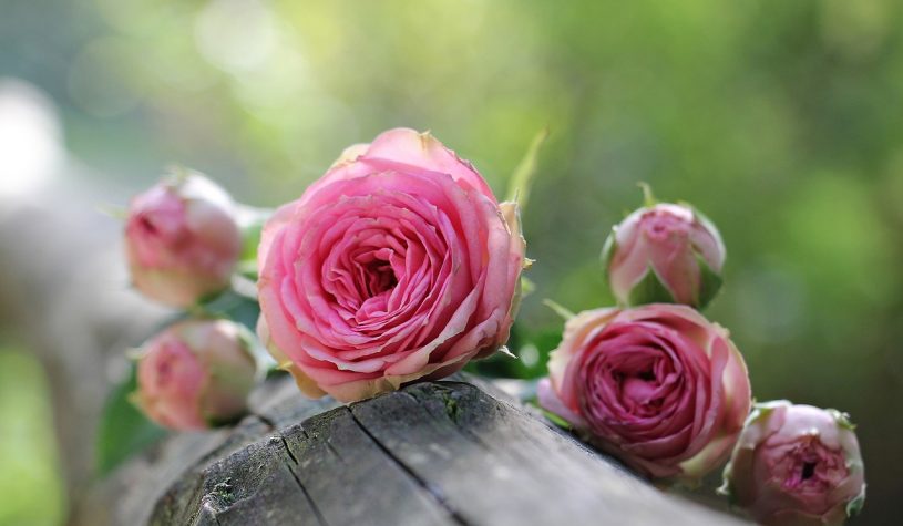 Ornamental grasses and roses – the perfect combination!
