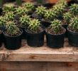 How to care for potted cacti?