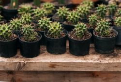 How to care for potted cacti?