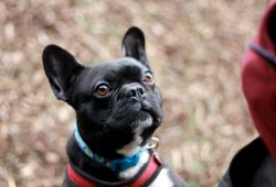 Exploring the Charming Characteristics of Male French Bulldog Puppies